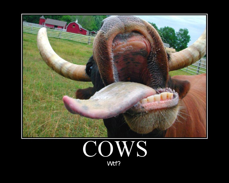 cows?