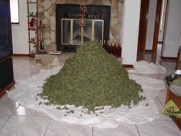 fat stack o weed