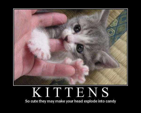 kittens are too cute