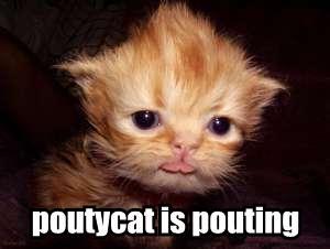 poutycat
