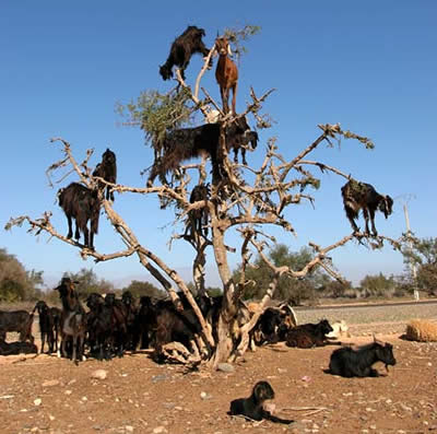 stupid tree goats