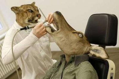 animal dentistry