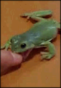 frog nom nom nom