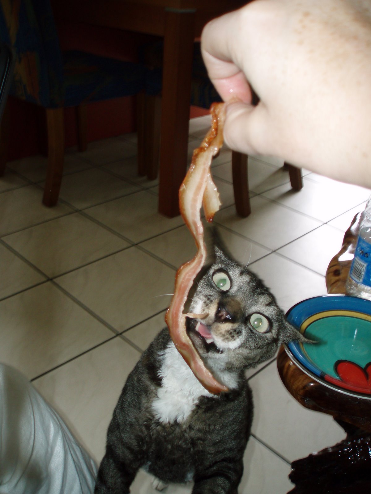 bacon kitty