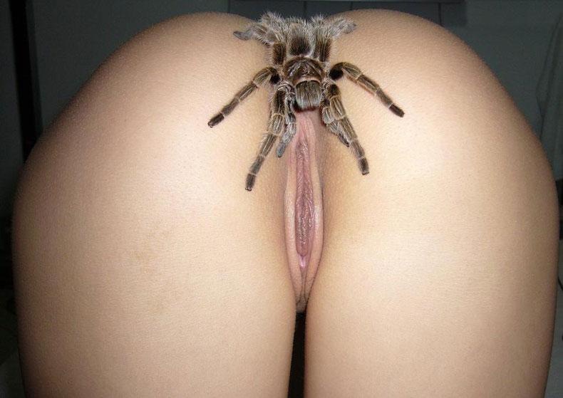 spider pussy