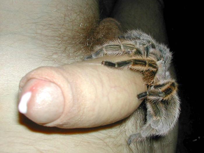 spider on cock