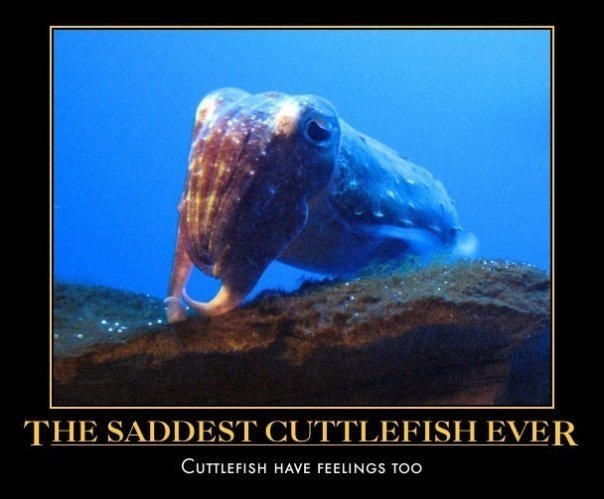 the saddest cuttlefish