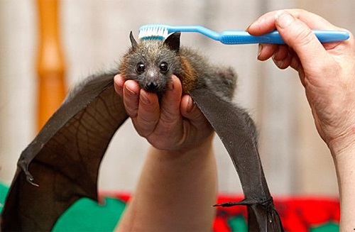 brushing a bat
