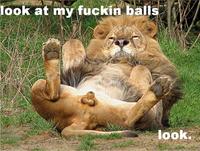 look at my balls