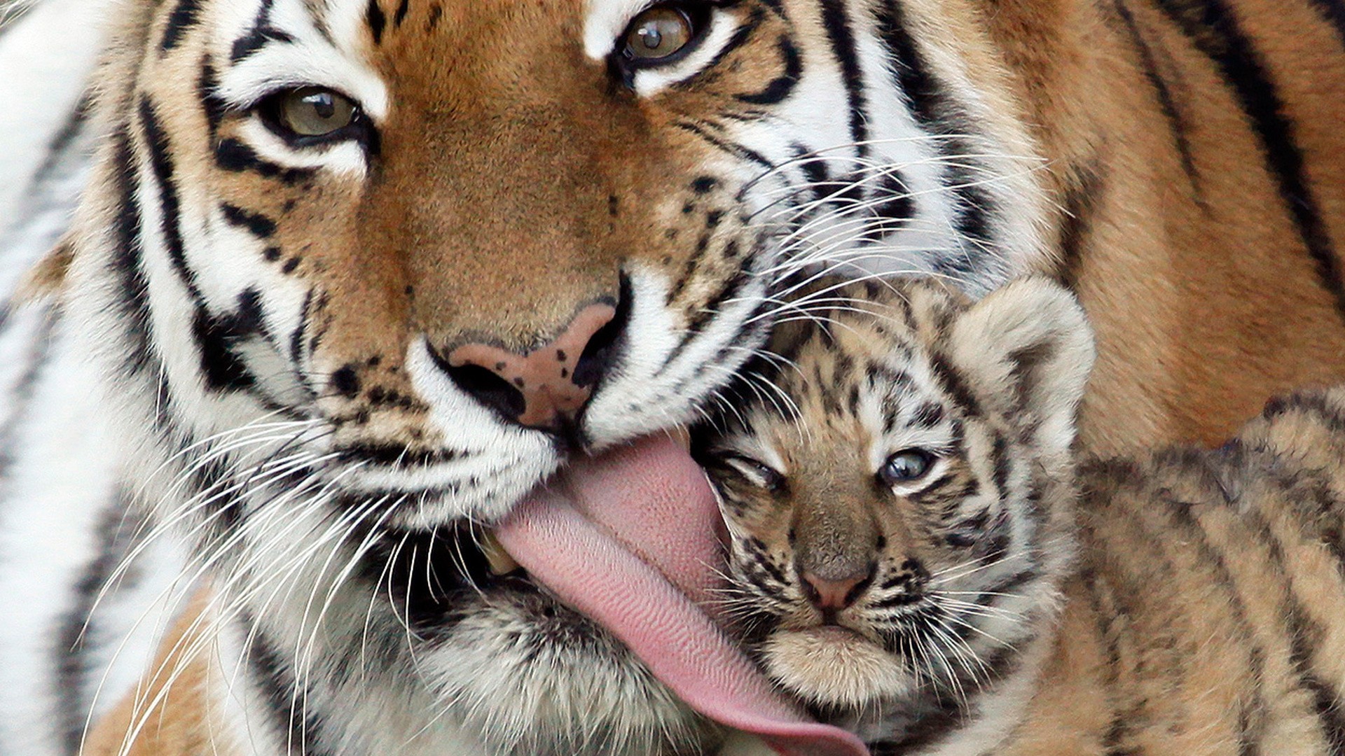 baby tiger wallpaper