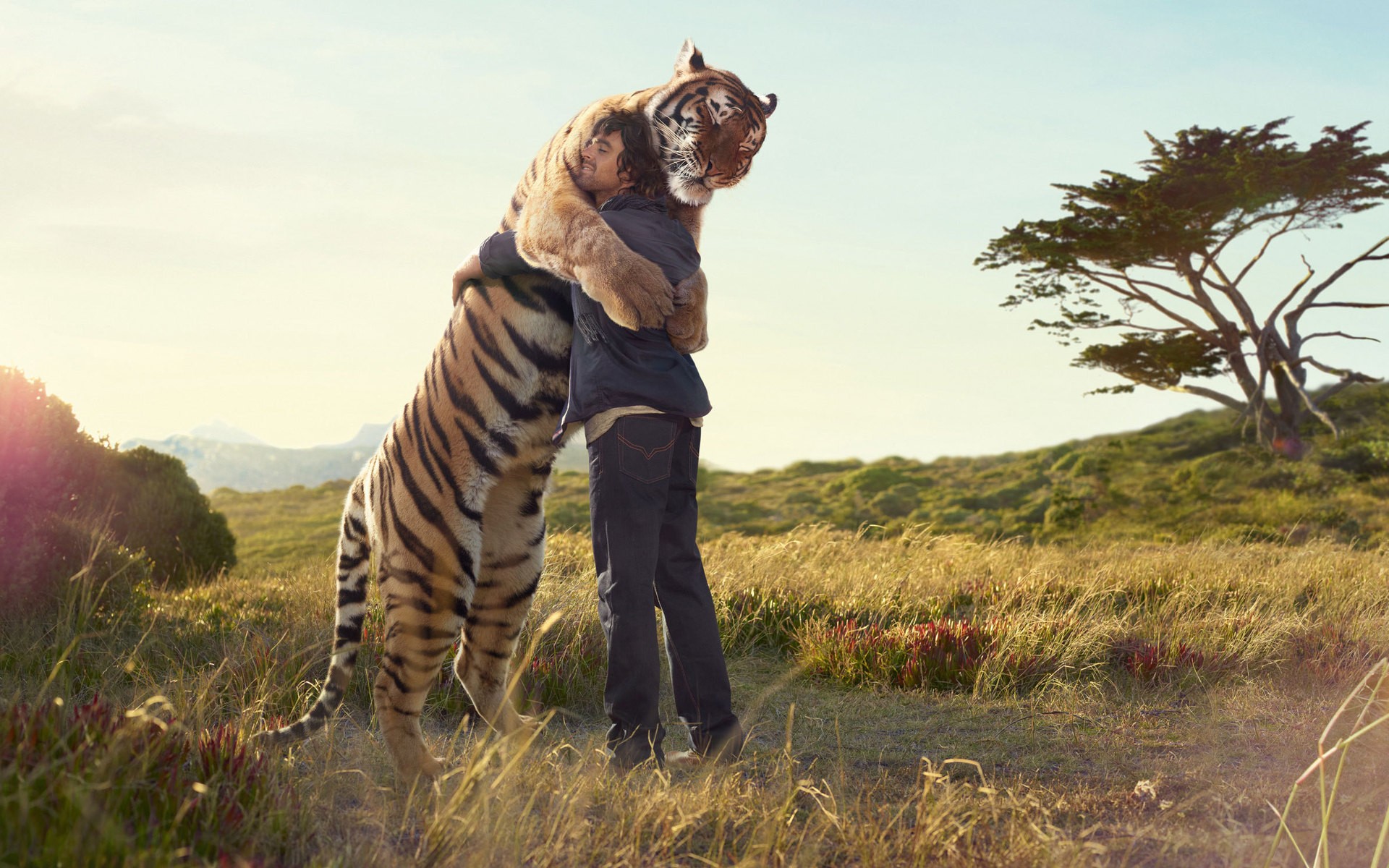 tiger hugs wallpaper